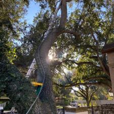 tree-lightning-protection-in-bee-cave-tx 0