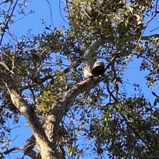 tree-lightning-protection-in-bee-cave-tx 2