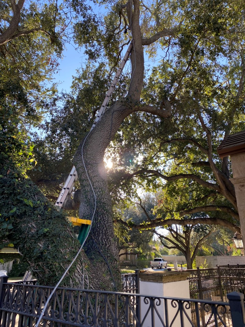 Tree lightning protection in bee cave tx